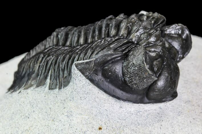 Coltraneia Trilobite Fossil - Huge Faceted Eyes #108491